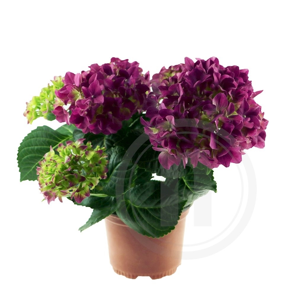 Hortensia lilla