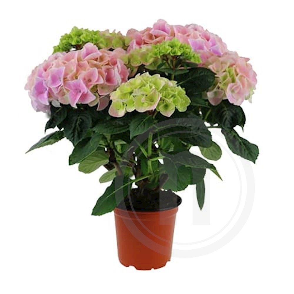 Hortensia lyserød Ø 10,5 cm