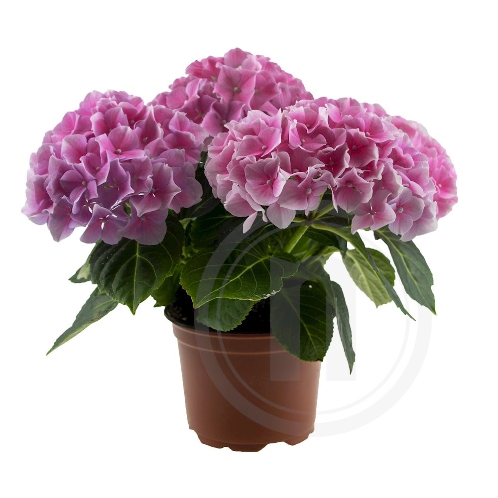 Hortensia pink .