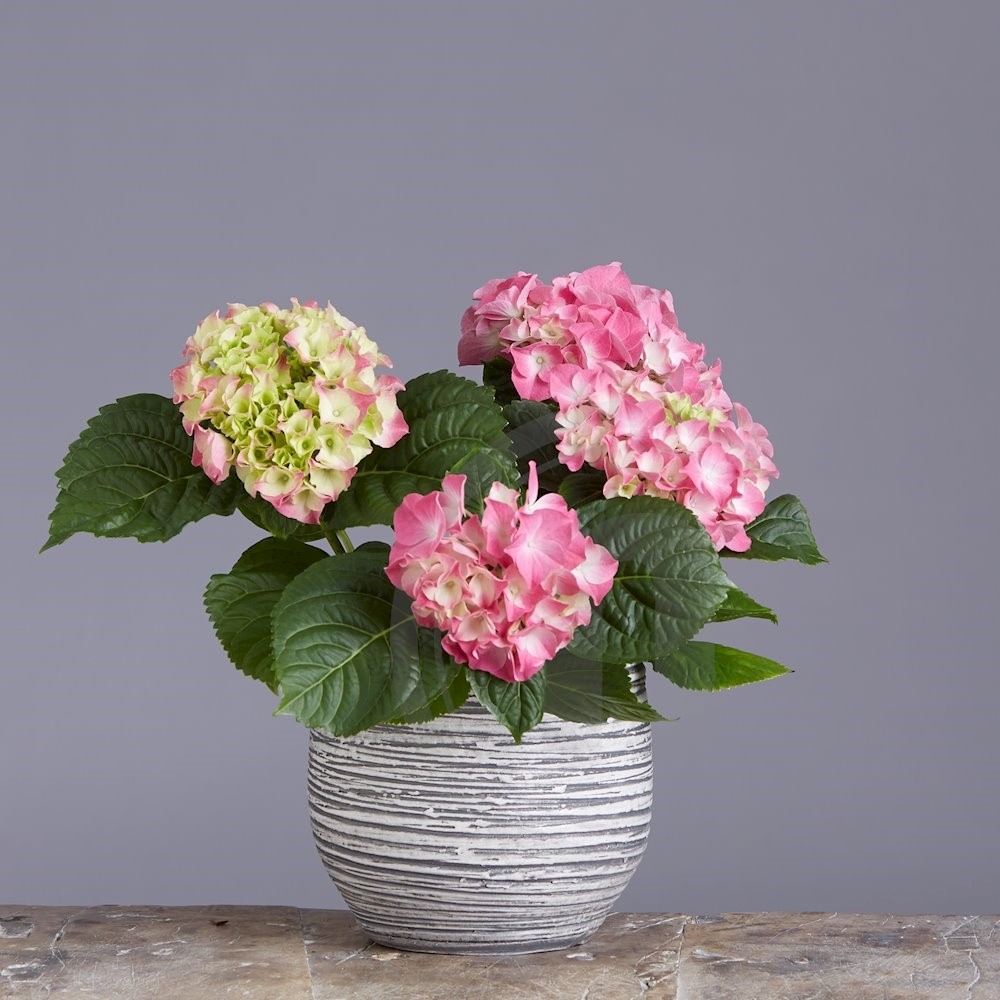 Hortensia Princess Of Passion