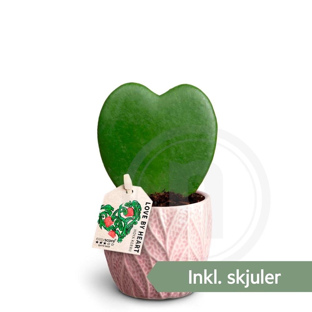 Hoya kerii i leaf pt.