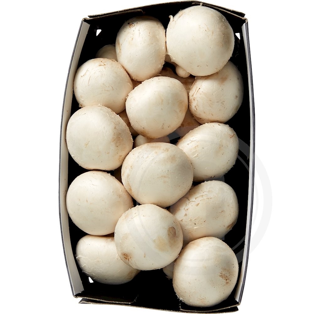 Hvid champignon øko.