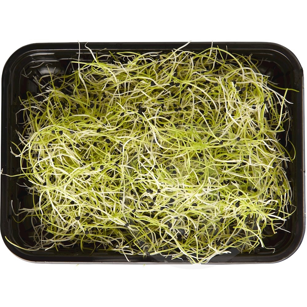 Hvidløgsspirer Økologisk