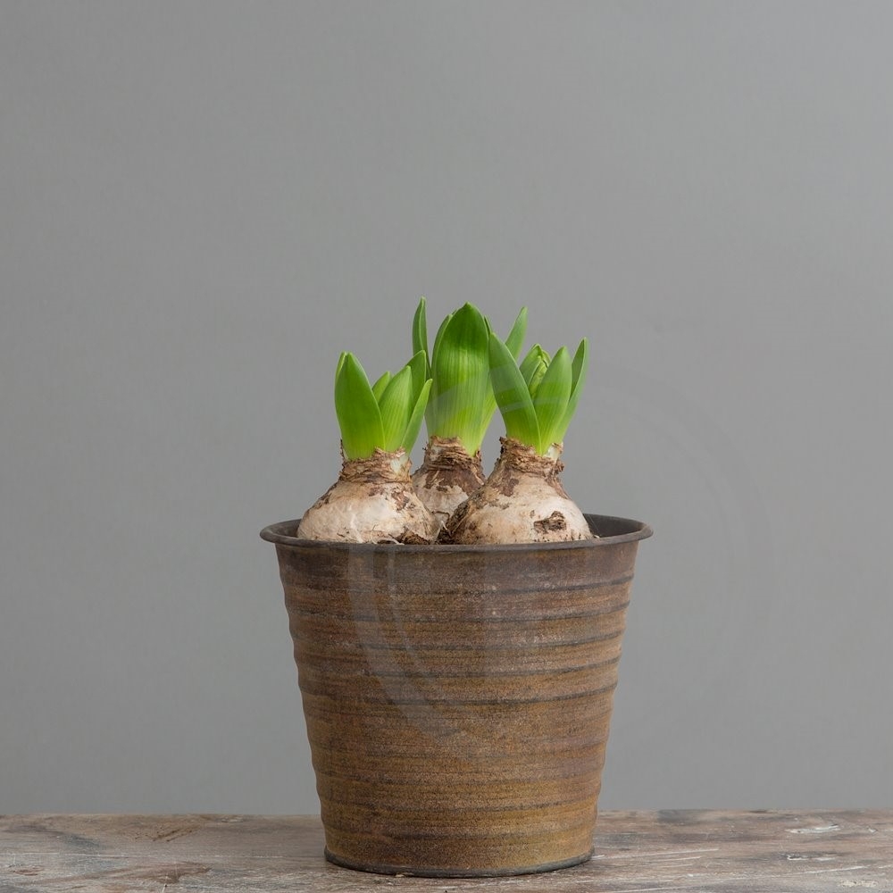 Hyacinter hvide 'White Pearl' Ø10 cm