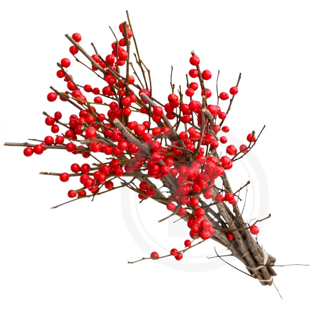 Ilex bdt.