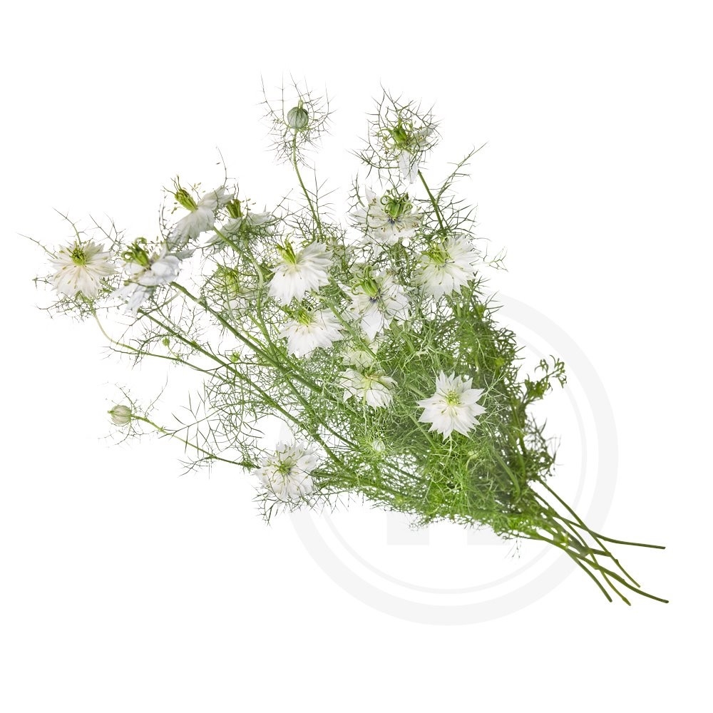 Jomfru i det grønne 'White Lady' 1 bdt.