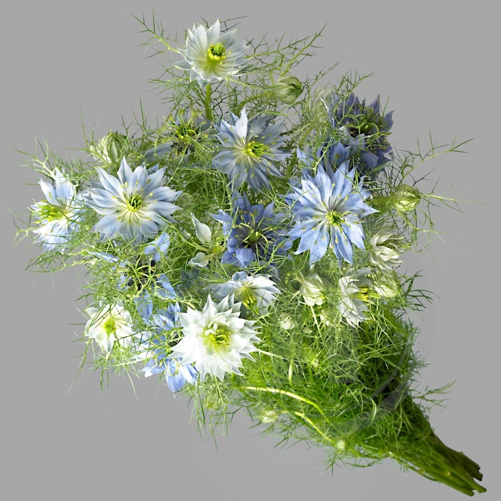 Nigella Miss Jekyll 1 bdt.