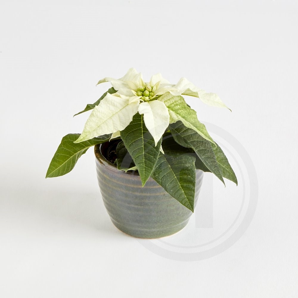 Julestjerne mini hvid