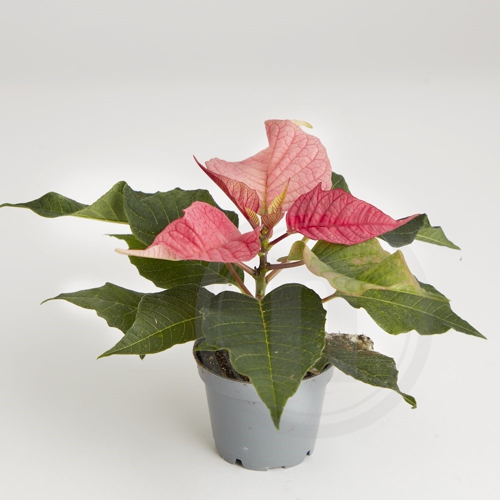 Julestjerne mini pink