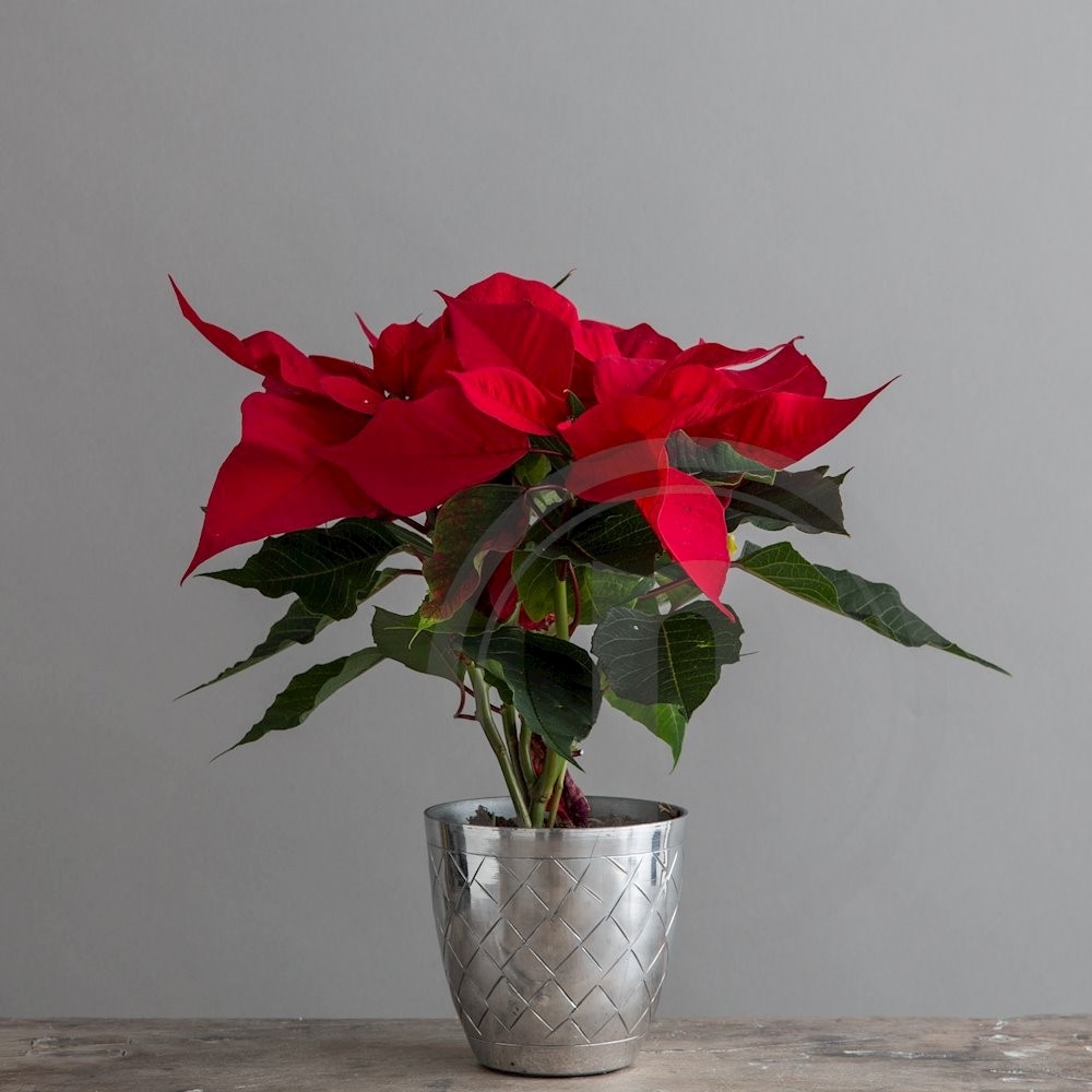 Julestjerne Rød 2-3 Grenet .