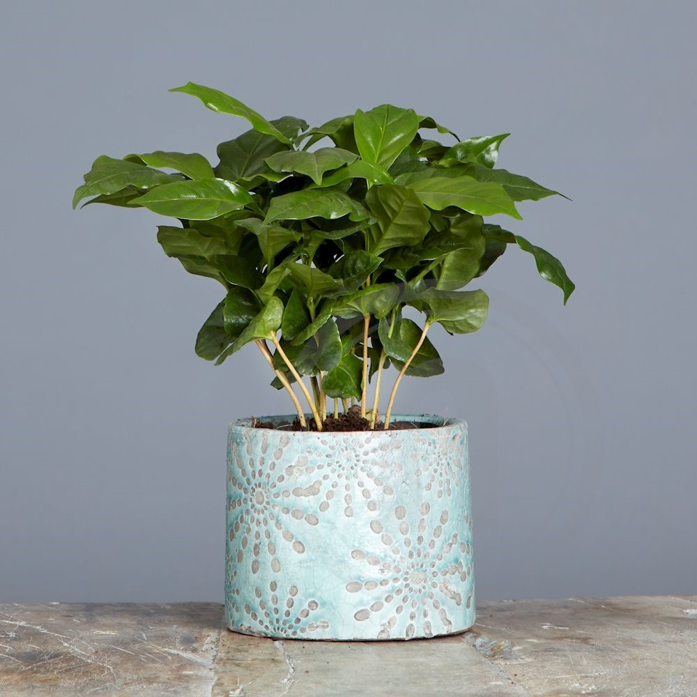 Coffea arabica Kaffetræ