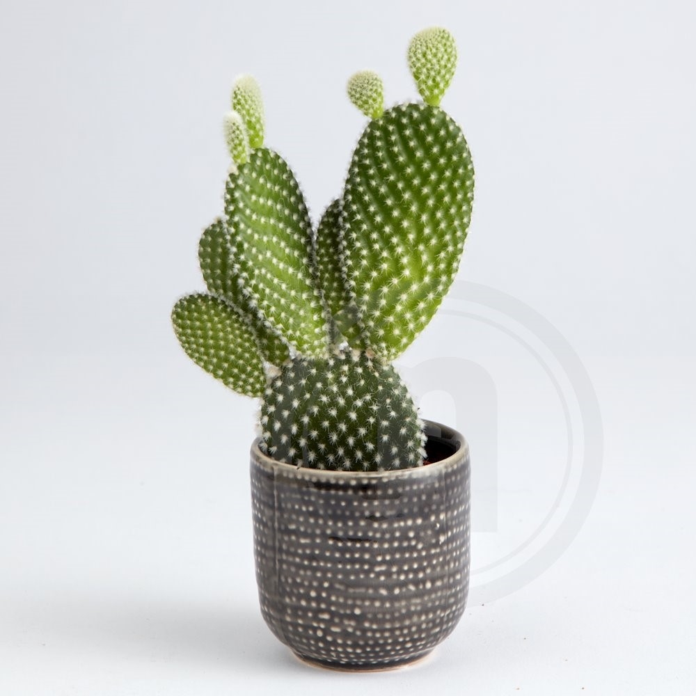 Kaktus Mini Microdasys Albata Ø5,5 cm