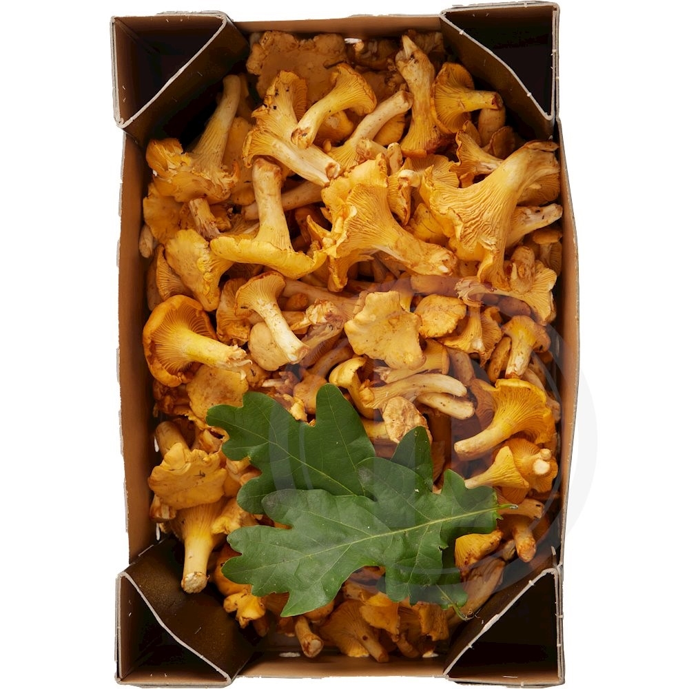 Kantareller