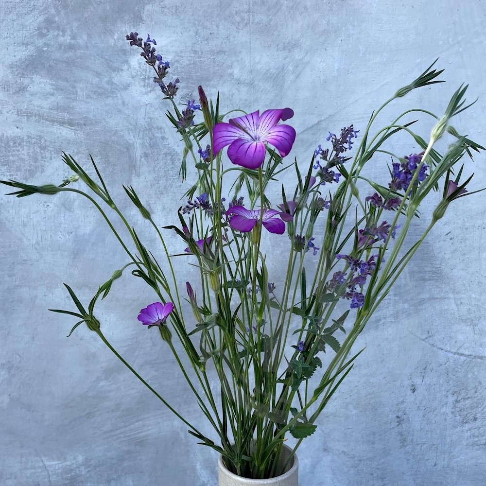 Brede Havekiosk Klinte/Nepeta Mix Øko. 1 bdt