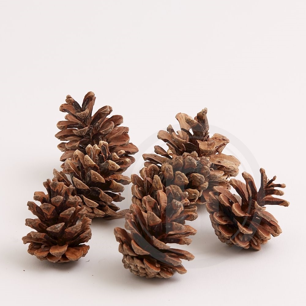 Kogler Austrian Cones large