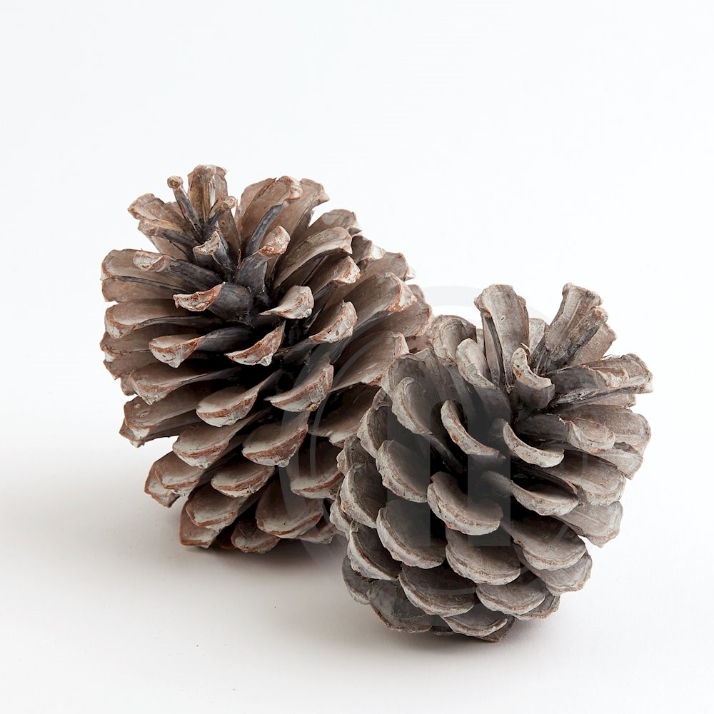 Kogler Pinea Maritima white