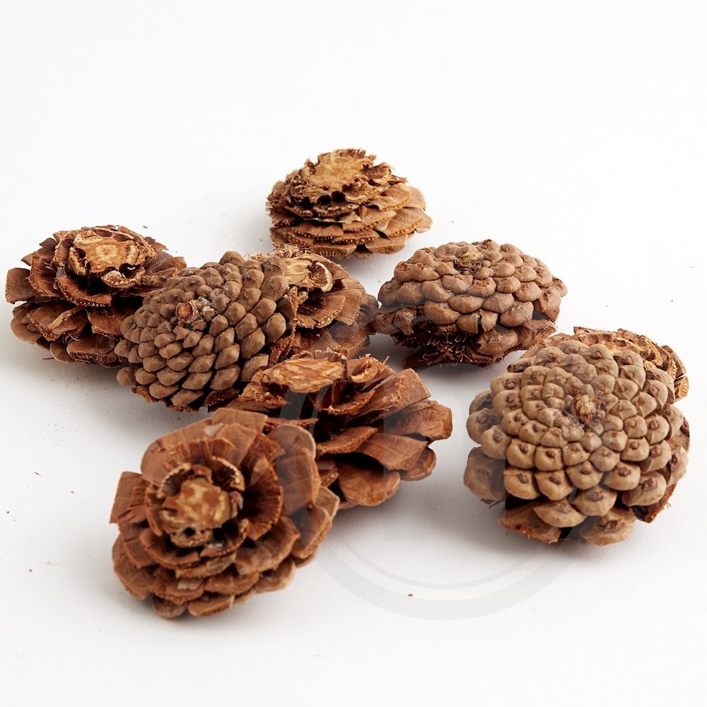 Kogler Pinus Nigra Rosette