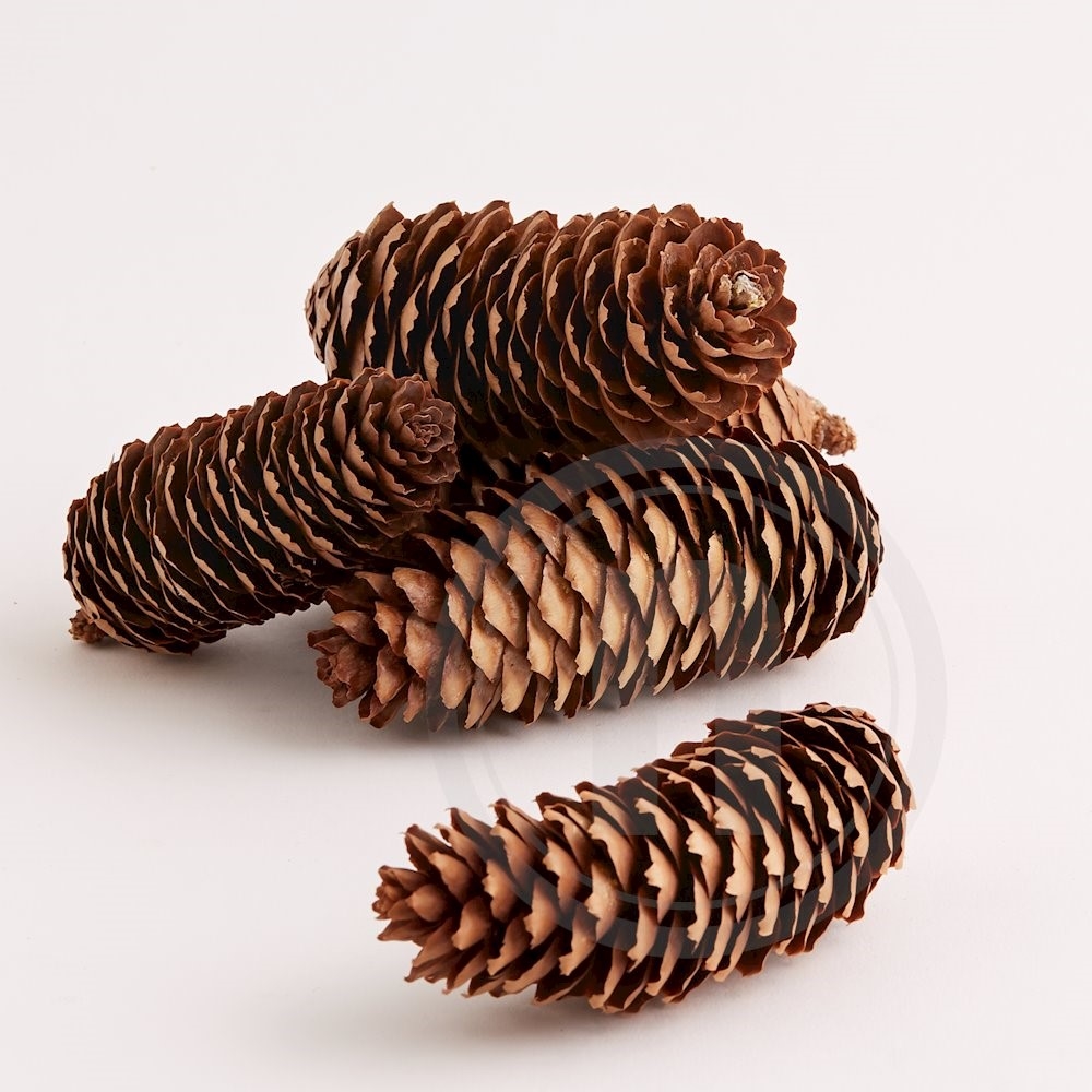 Kogler Redpine Cones 5 stk