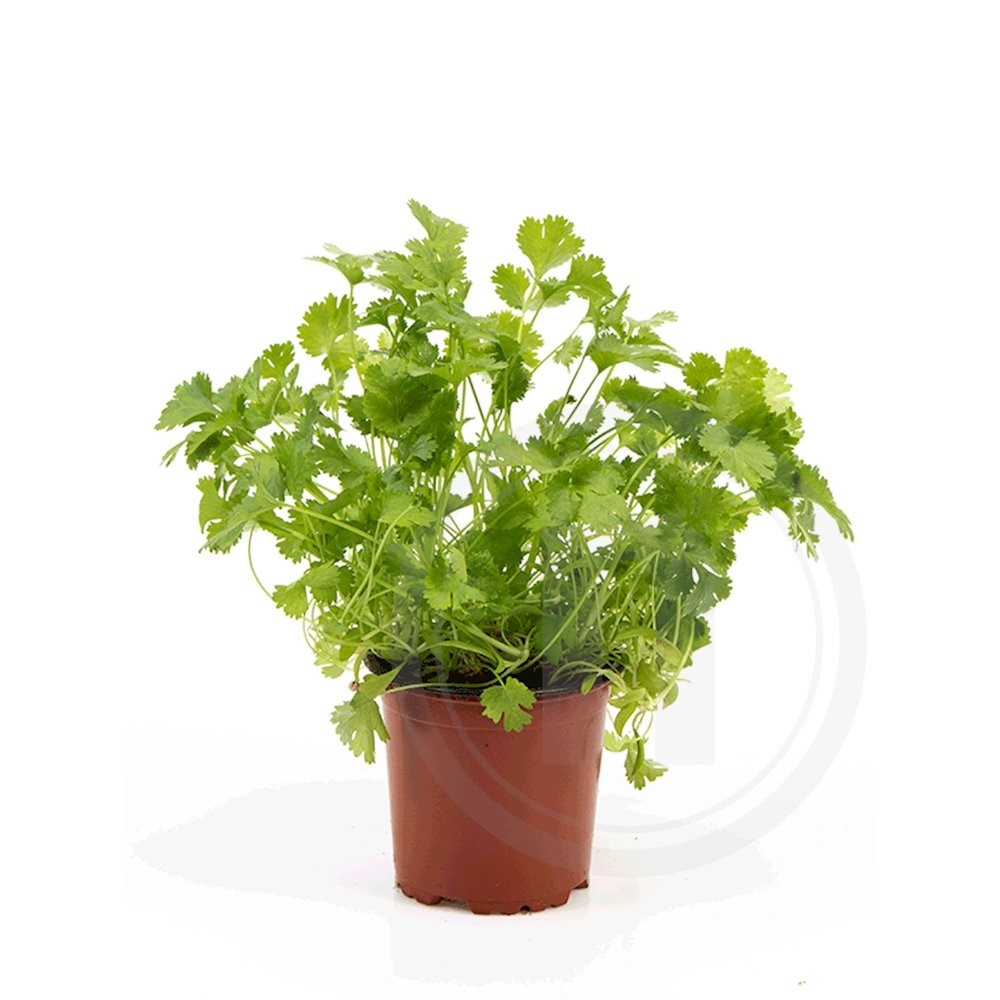 Koriander økologisk