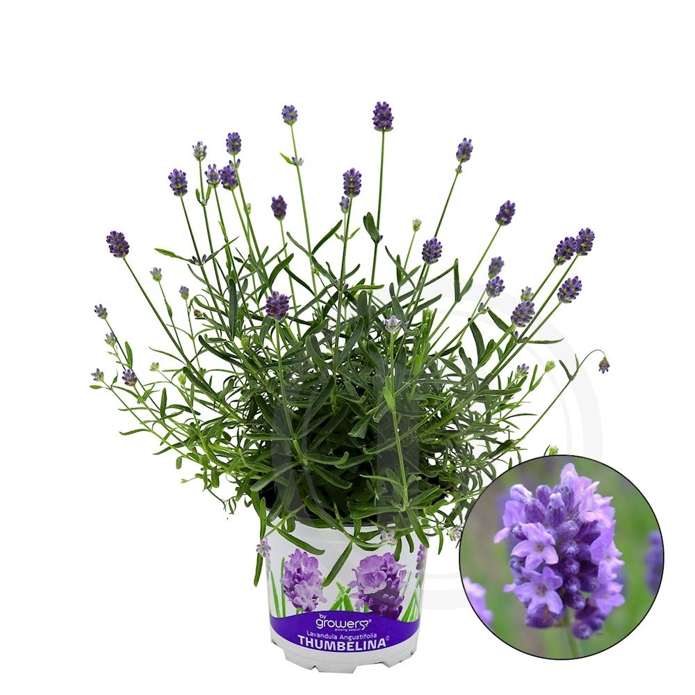 Lavendel Thumbelina