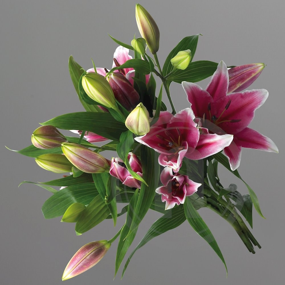 Liljer Stargazer 1 bdt.