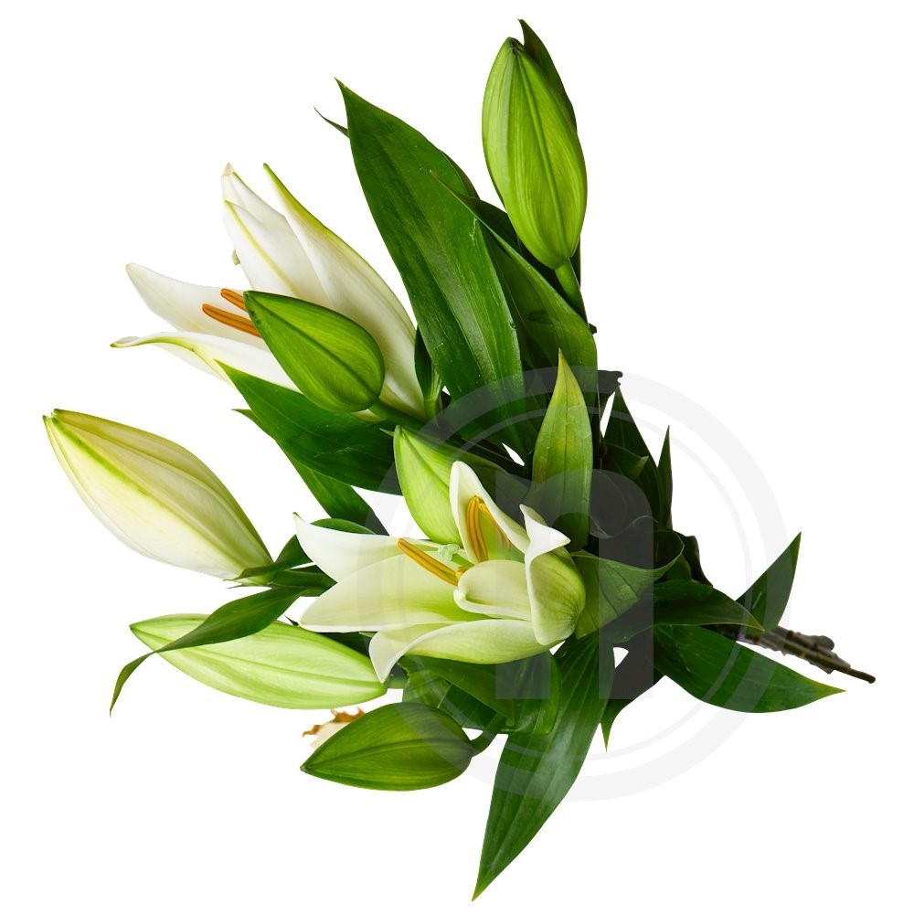 Liljer Stargazer Early White 1 bdt ca. 50 cm