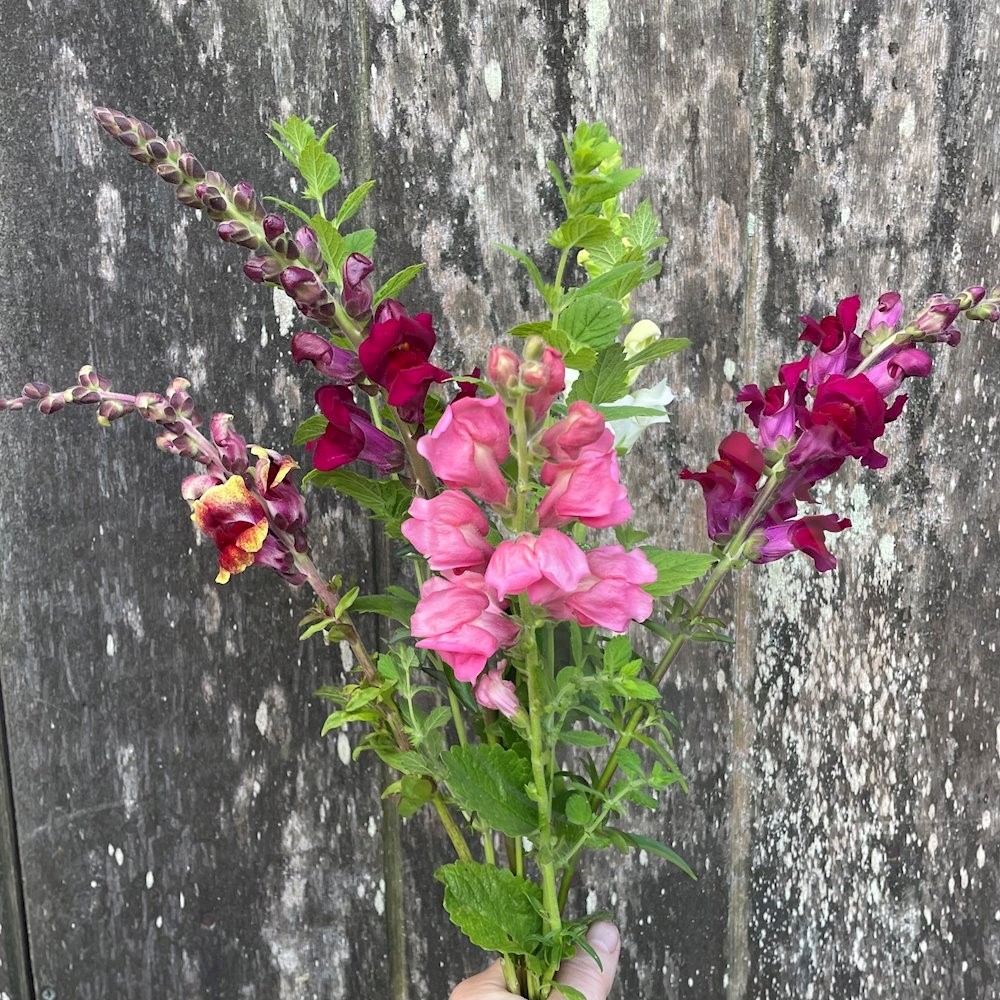 Brede Havekiosk Løvemund/Citronmelisse Mix 1 bdt.