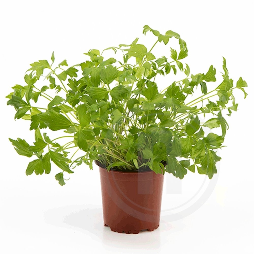 Løvstikke økologisk