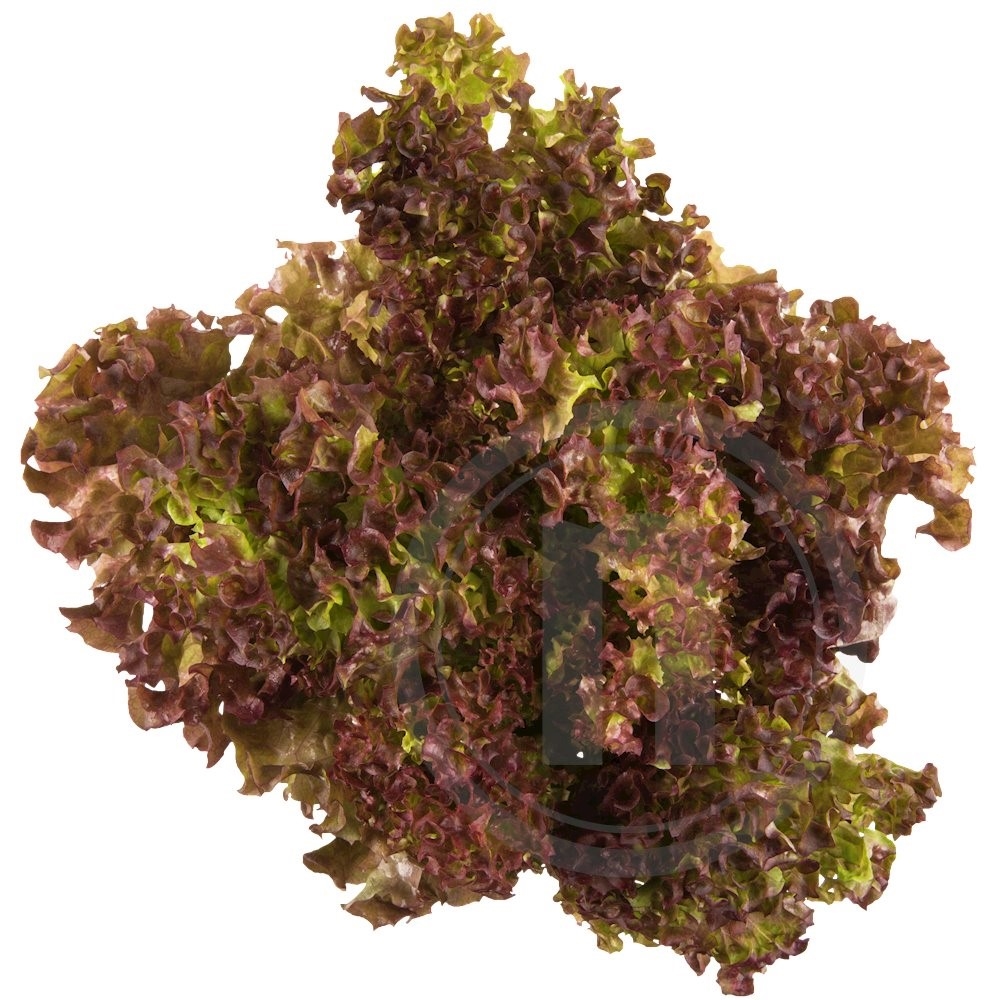 Lollo Rosa salat