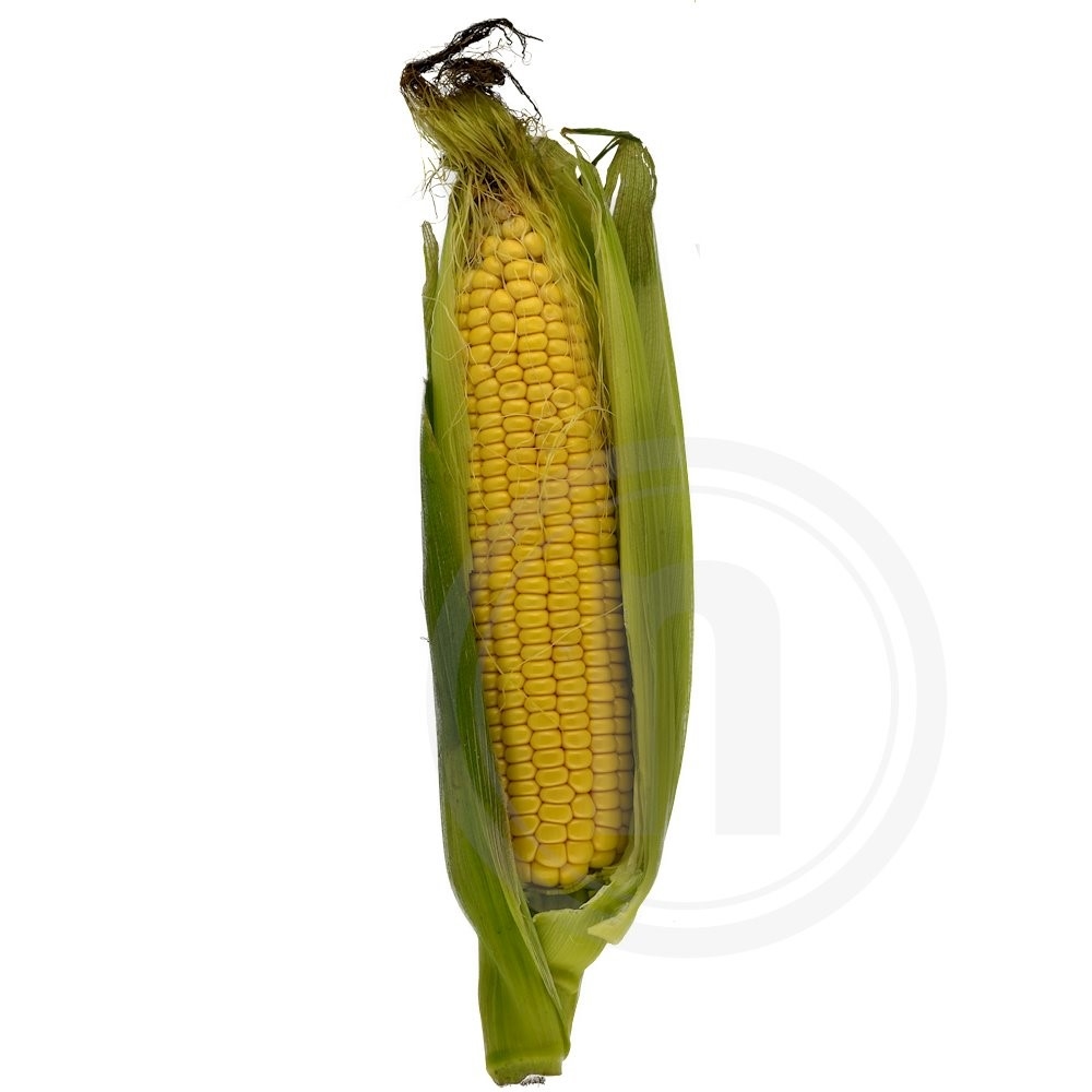 Majskolbe