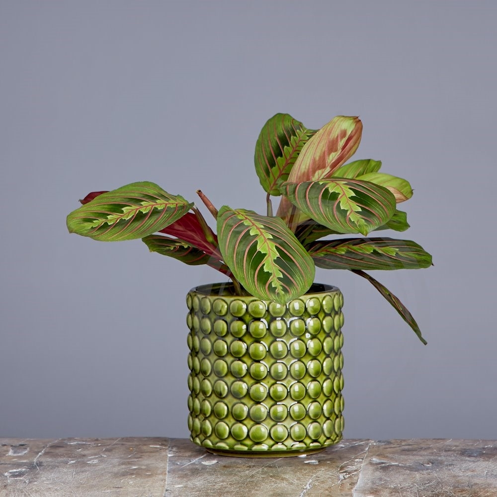 Maranta Leuconeura
