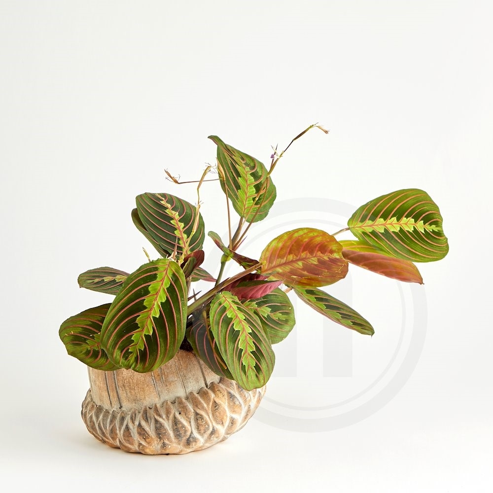 Maranta Red Stripe 12 cm