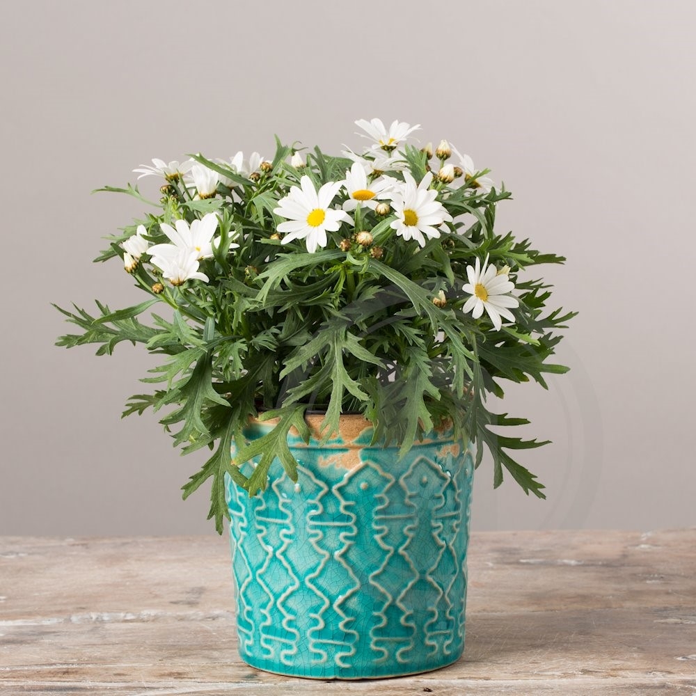 Marguerit hvid