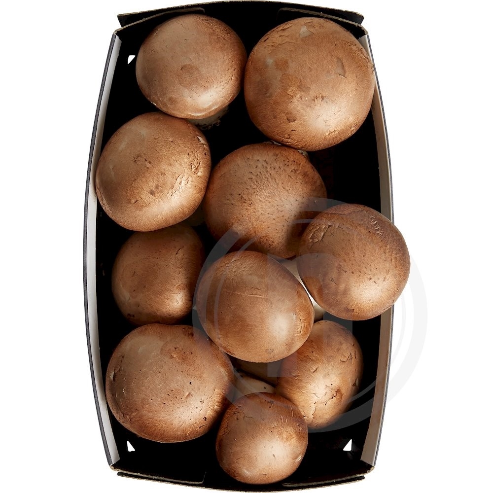 Mark champignon øko.