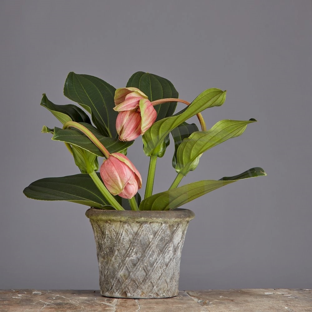 Medinilla Magnifica