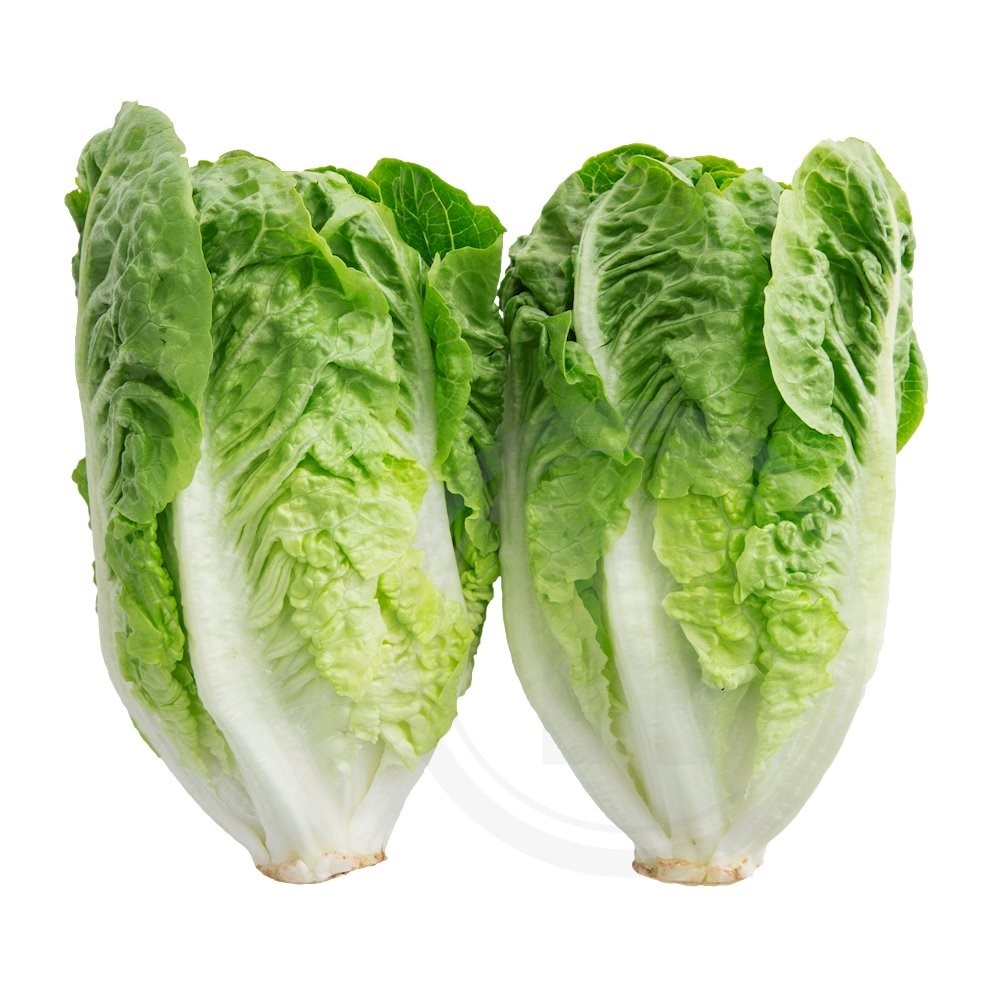 Mini Romaine økologisk