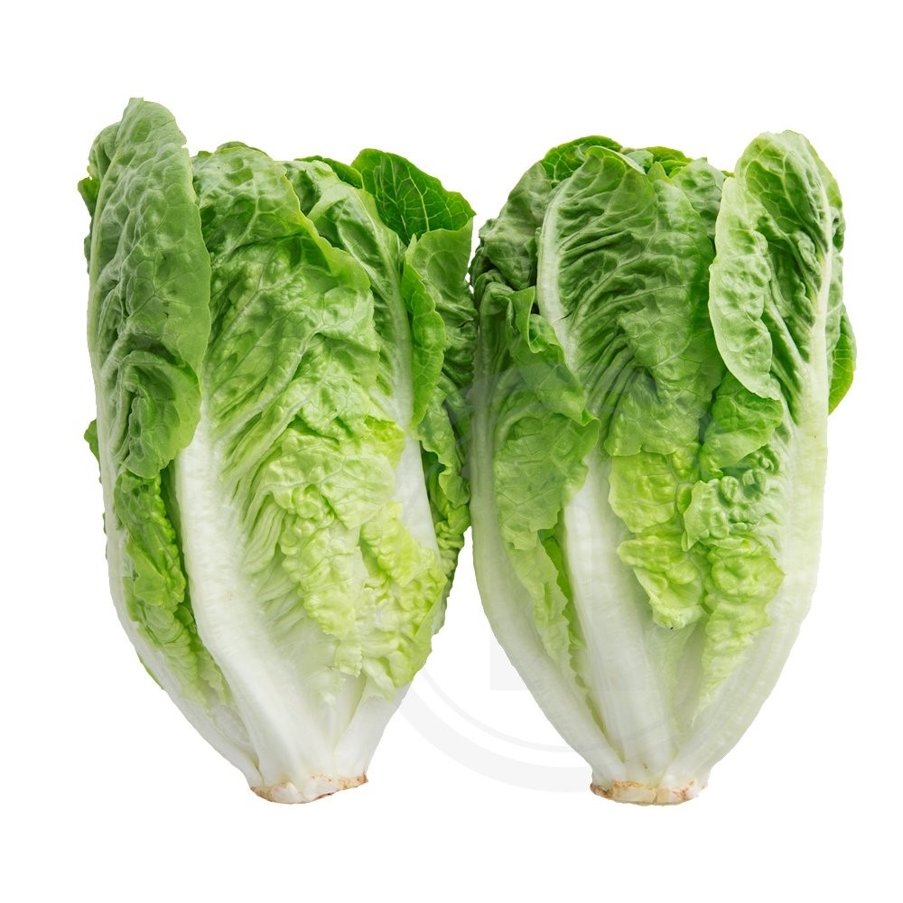 Mini romainesalat øko.