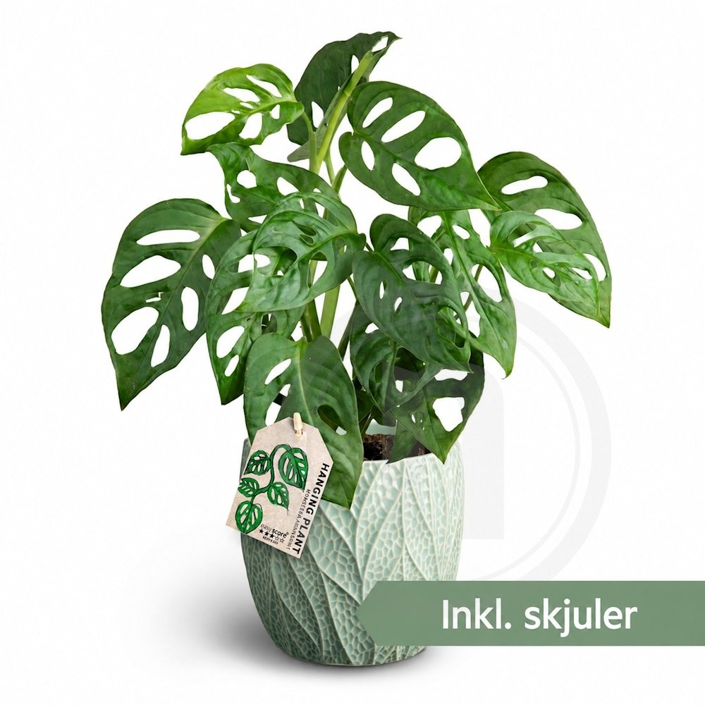 Monstera adansonii i skjuler. – produktbillede