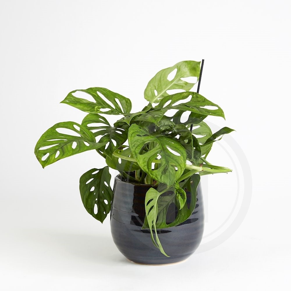 Monstera Monkey Mask Ø11 cm