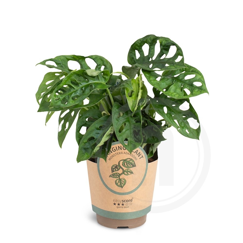 Monstera Monkey Mask