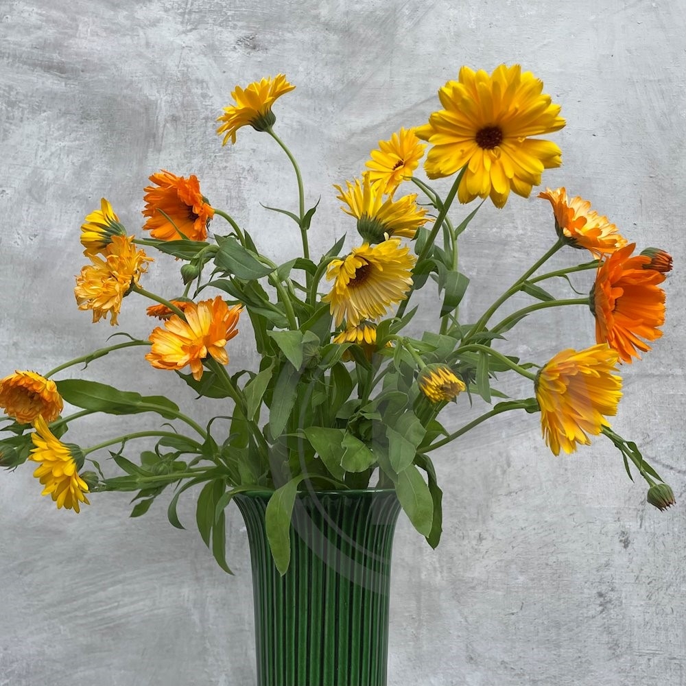 Brede Havekiosk Morgenfrue Økologisk 10 stilke