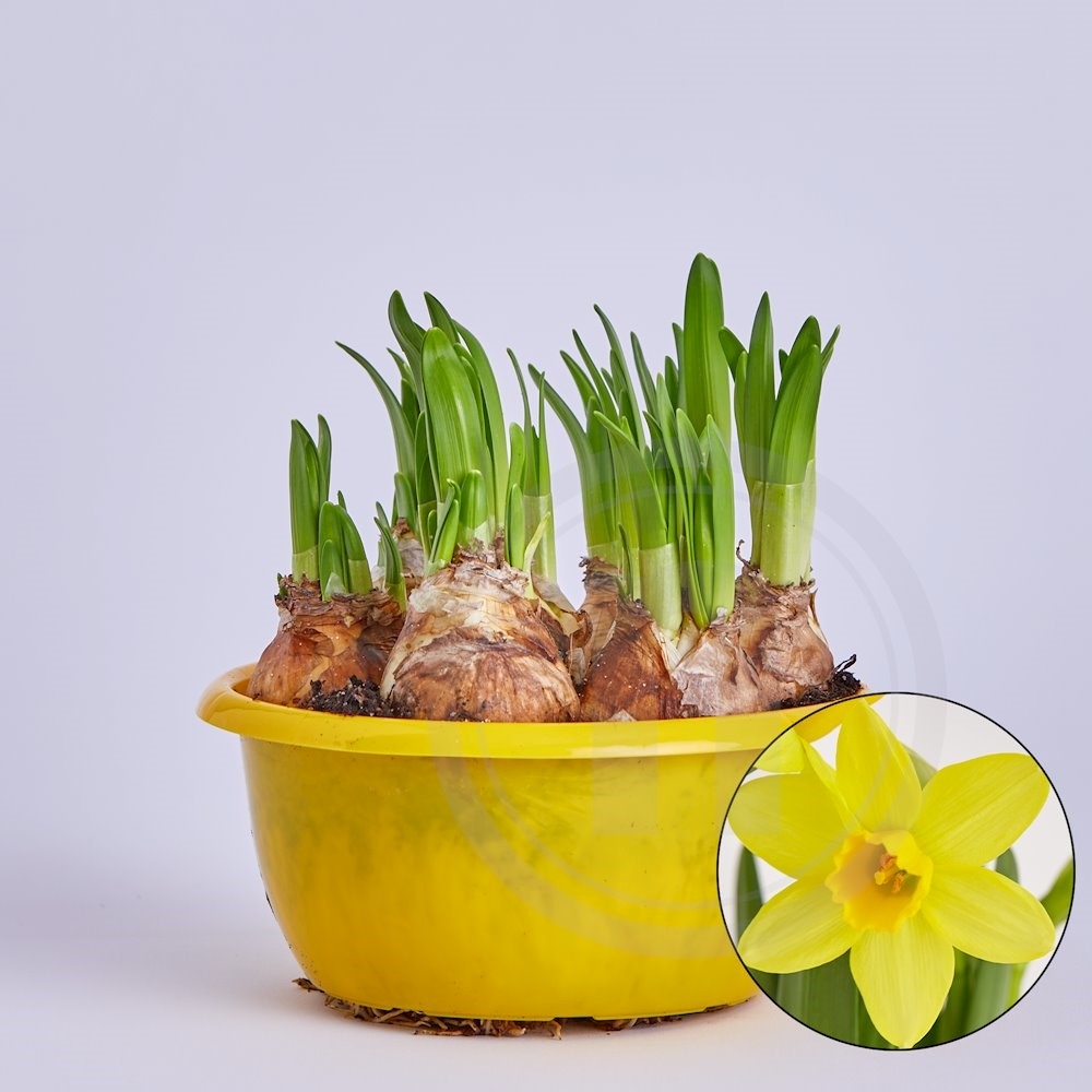 Narcissus Tête à Tête 1 stk