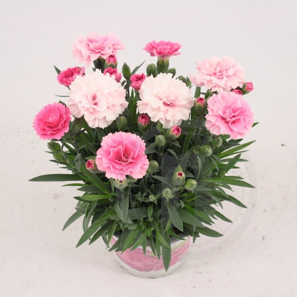 Nellike dianthus "I Love You"