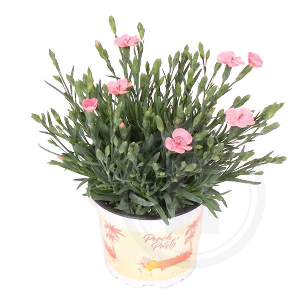 Nellike dianthus "Peach Party"