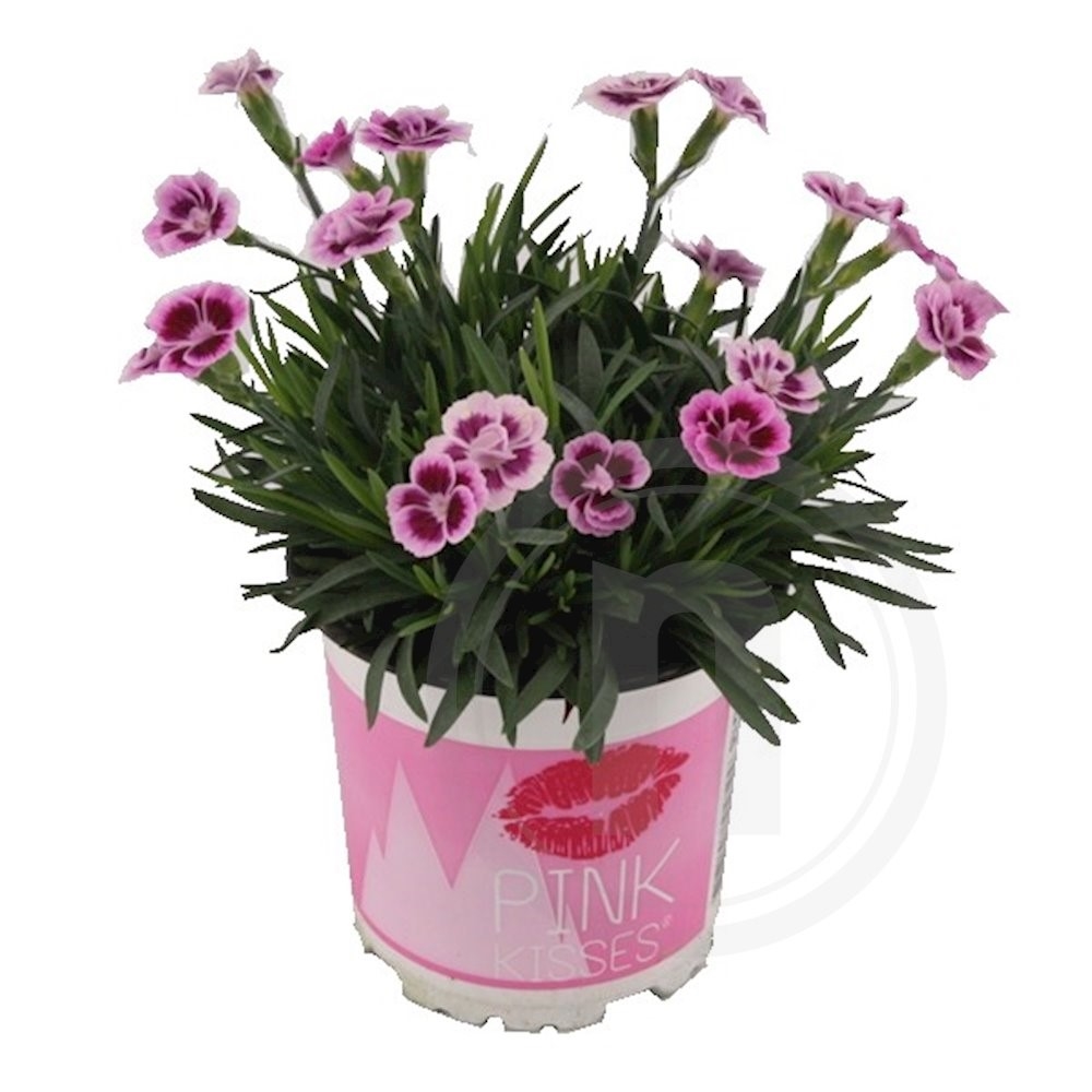 Nellike Dianthus Pink Kiss