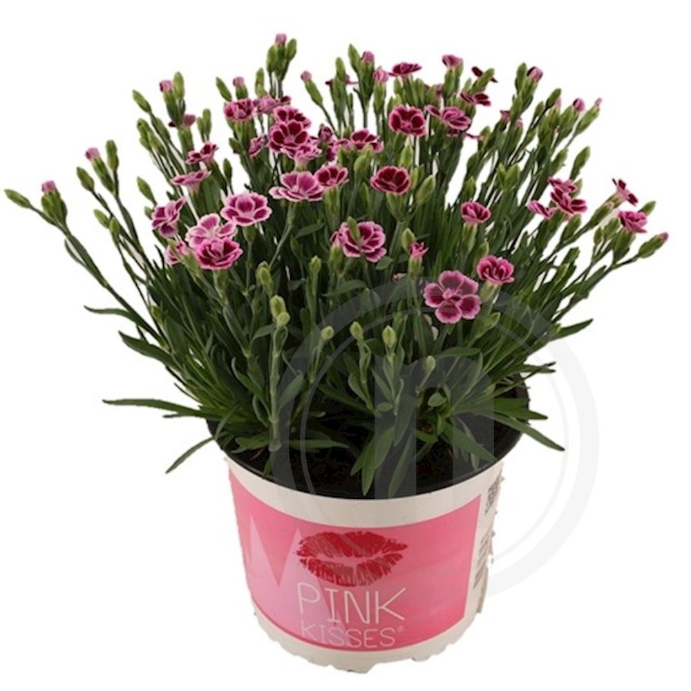 Nellike dianthus "Pink Kiss"