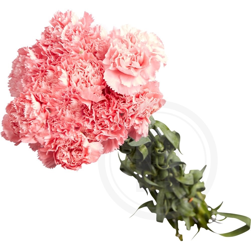 Storhovede Nelliker Pink 1 bdt.