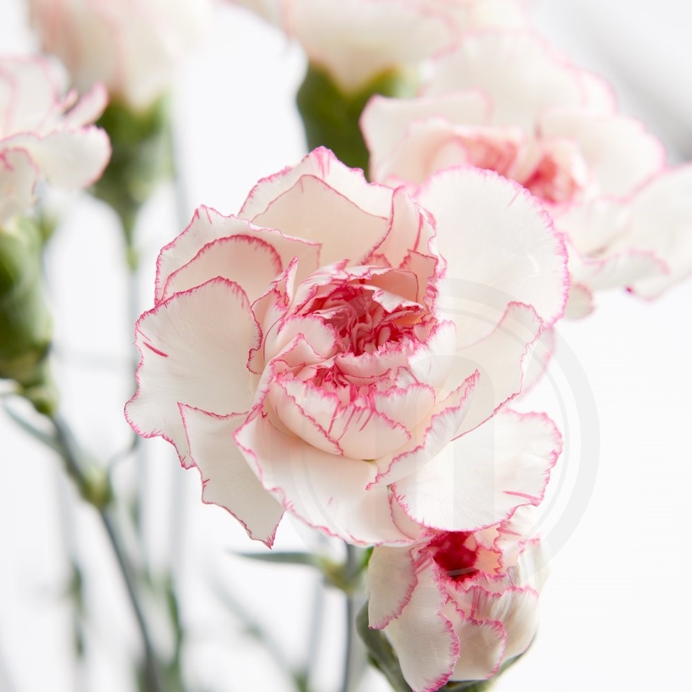 Nelliker hvid/rosa bdt.