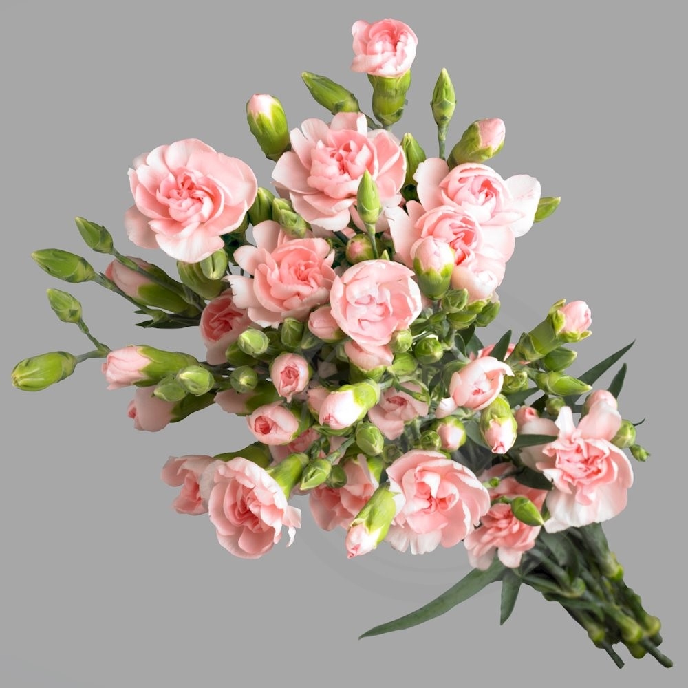 Nelliker lyserødt buket 10 stilke