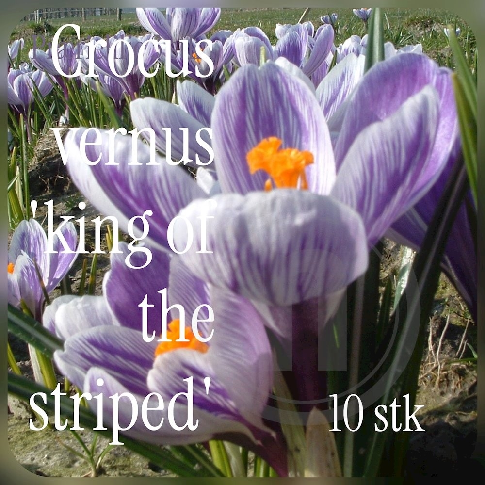 Brede Havekiosk Øko Crocus King of the Striped 10 stk